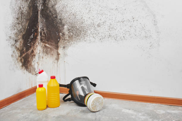 Why You Should Choose Our Mold Remediation Services in Silver Lakes, CA